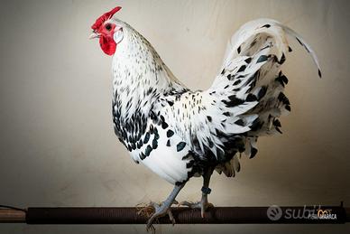 Galline Galli Pavoni Quaglie