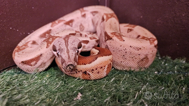 Boa costrictor 0.1