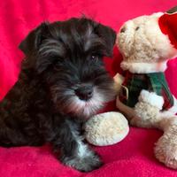 Cuccioli schnauzer nano nero argento