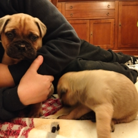 Cuccioli di bullmastiff