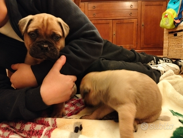 Cuccioli di bullmastiff