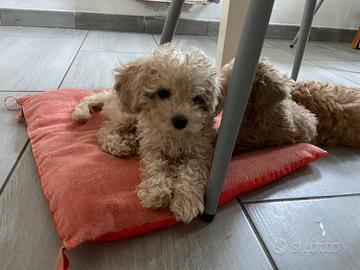 Cuccioli di barboncino toy