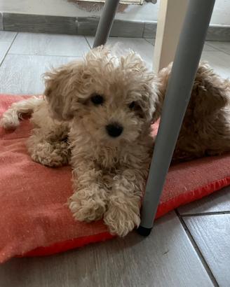 Cuccioli di barboncino toy