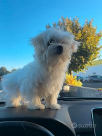 Maltese pedigree taglia piccola