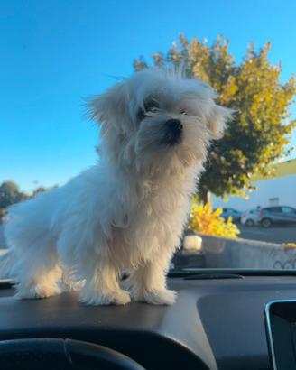 Maltese pedigree taglia piccola