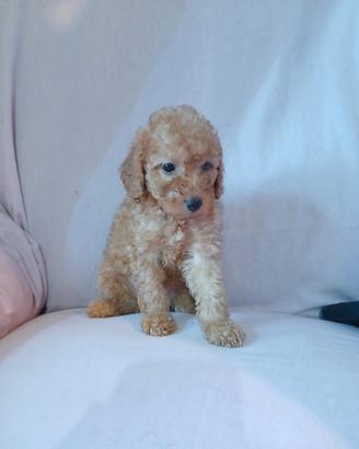 Cuccioli di Barboncino
