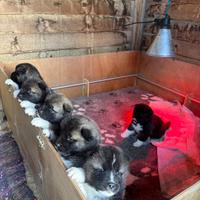 Cuccioli Akita Americano