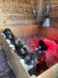 Cuccioli Akita Americano