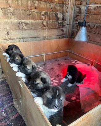 Cuccioli Akita Americano