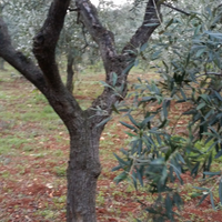 Alberi di ulivo