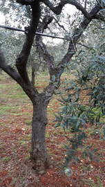 Alberi di ulivo