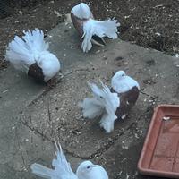 Piccioni di razza