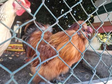 Gallo moroseta