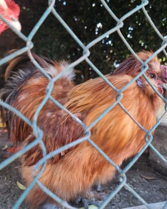 Gallo moroseta