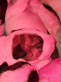 Cuccioli di Bull Terrier