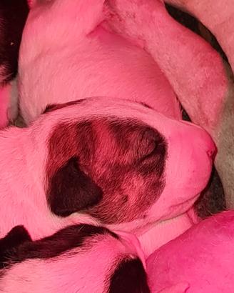 Cuccioli di Bull Terrier