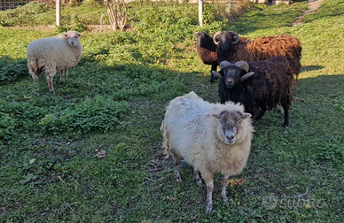 5 PECORE NANE Ouessant