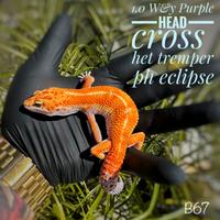 Geco leopardino