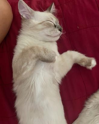 Gatti ragdoll