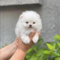 Spitz Pomerania
