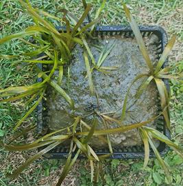 Vallisneria spiralis