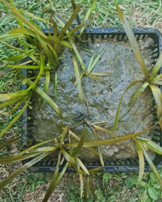 Vallisneria spiralis