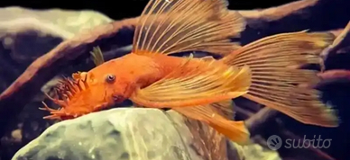 Ancistrus super Red pinne velo