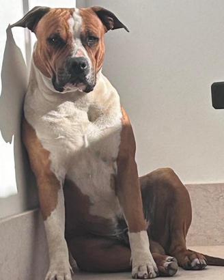 Monta Amstaff