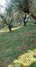 terreno-agricolo-pistoia-cod-rif-3318254vcg-