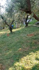 Terreno Agricolo Pistoia [Cod. rif 3318254VCG]