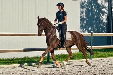 Elegante cavalla con eccellenti andature di base