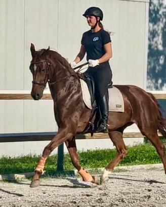 Elegante cavalla con eccellenti andature di base