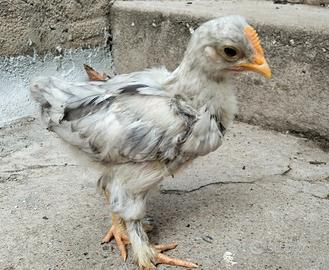 Galli