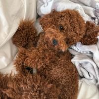 Barboncino toy per monta