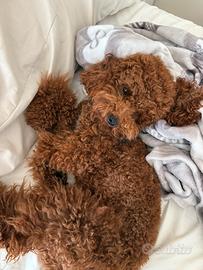 Barboncino toy per monta