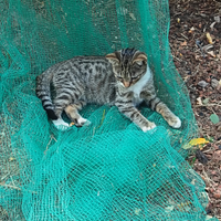 Gattini non di razza