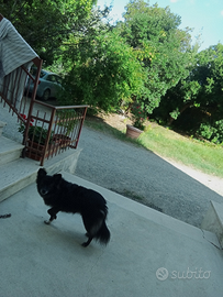 Volpina di 5 anni gia sterilizzata abituata in cas