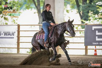Cavalla Appaloosa doma rening
