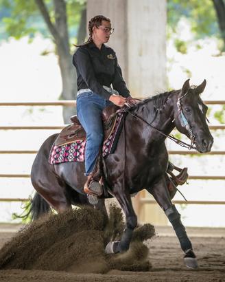 Cavalla Appaloosa doma rening