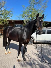Vendita cavallo