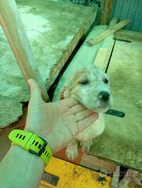 Setter inglese