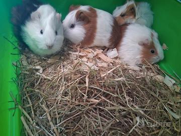 Cavie Porcellini D'India