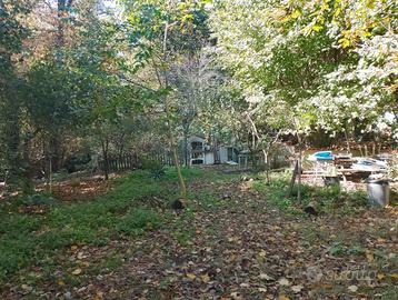 Terreno nel bosco