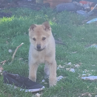 Cane lupo cecoslovacco cucciola