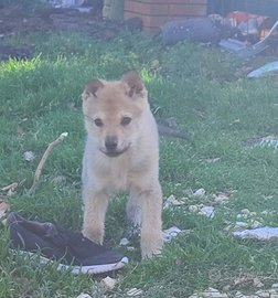 Cane lupo cecoslovacco cucciola
