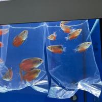 Colisa, trigocaster, leyla