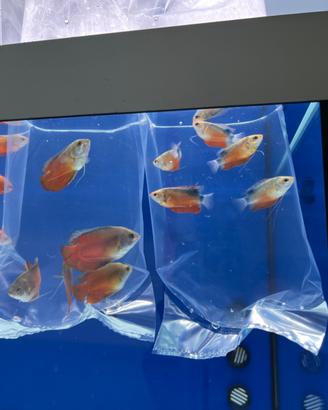 Colisa, trigocaster, leyla