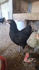 Galletti marans e Australorp