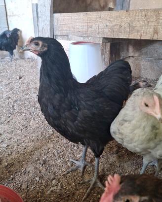 Galletti marans e Australorp
