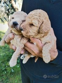 Cuccioli di barboncino